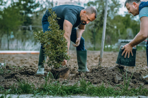 How Our Tree Care Process Works  in  Hattiesburg, MS